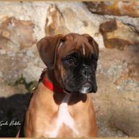 Scott, 2 mois et demi  (85J)