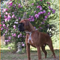 Hades dit Scott de Mayobox