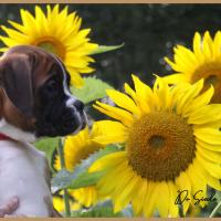 Sharon 2 mois et demi 