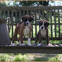 Sharon et Sally 2 mois