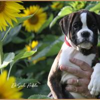 Shiva 2 mois et demi 