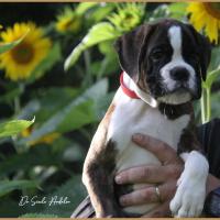 Shiva 2 mois et demi 