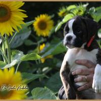 Shiva 2 mois et demi 