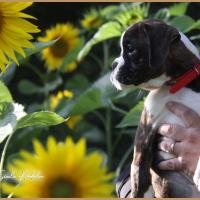 Shiva 2 mois et demi 