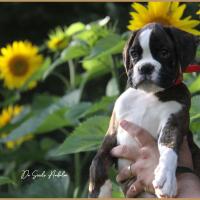 Shiva 2 mois et demi 