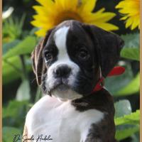 Shiva 2 mois et demi 