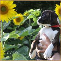 Shiva 2 mois et demi 