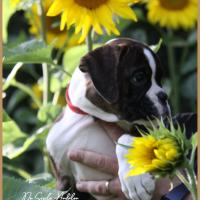 Shiva 2 mois et demi 