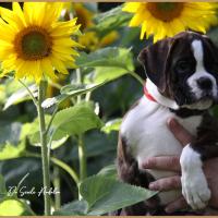 Shiva 2 mois et demi 