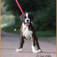 Shiva 2 mois et demi 