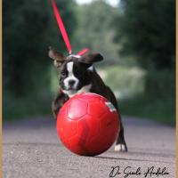 Shiva 2 mois et demi 