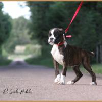 Shiva 2 mois et demi 