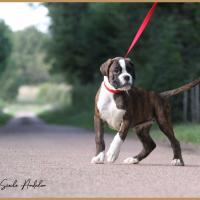 Shiva 2 mois et demi 