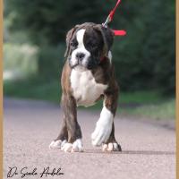 Shiva 2 mois et demi 