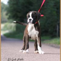 Shiva 2 mois et demi 