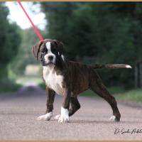 Shiva 2 mois et demi 