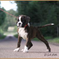 Shiva 2 mois et demi 