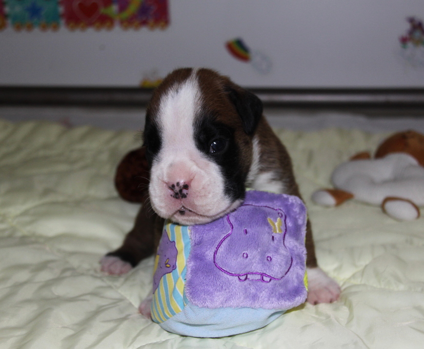 Jerez Du Siècle Andalou / J-18 - Día 18