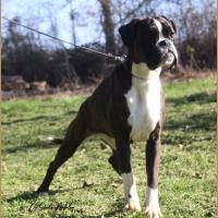 Tessi du Siècle Andalou 