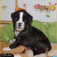 Tessi 38 jours 