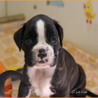 Tessi 38 jours 