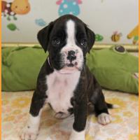 Tessi 38 jours 