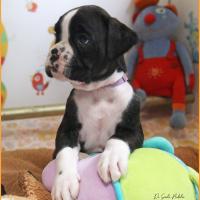 Tessi 38 jours 