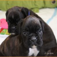 Theo et Tim 34 jours 