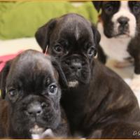 Theo, Tim et Taylor 34 jours 