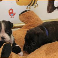 Tino et Tim 34 jours