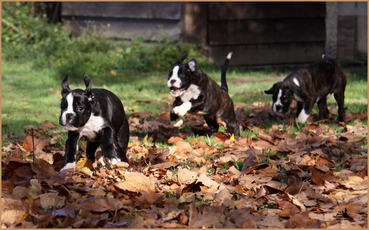 Les trois petites merveilles ! Lwillow, Lizzie & Loïs