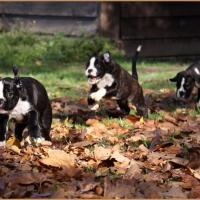 Les trois petites merveilles ! Lwillow, Lizzie & Loïs